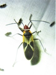 Dysdercus mimus