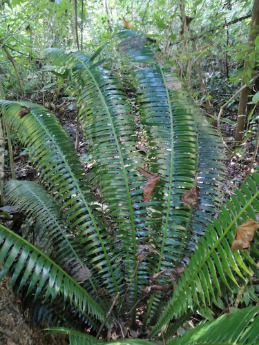 Giant Dioon (Dioon spinulosum)