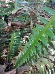 Dioon spinulosum