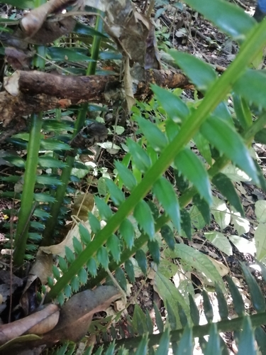 Dioon spinulosum, photograph 2