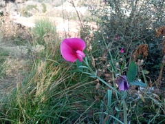 Lathyrus tingitanus