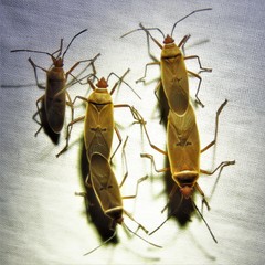 Dysdercus bimaculatus