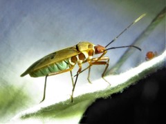 Dysdercus bimaculatus