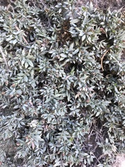 Glossopetalon pungens