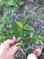 Hypericum canariense