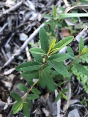 Hypericum canariense