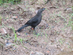 Quiscalus lugubris