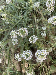 Lobularia maritima