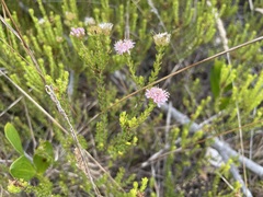 Agathosma dielsiana