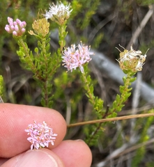Agathosma dielsiana