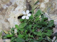 Petrocoptis glaucifolia