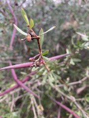 Periploca laevigata angustifolia