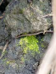 Scoliciosporum