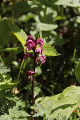 Pedicularis nordmanniana