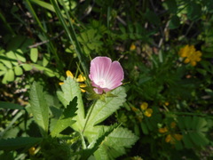 Malva setigera