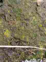 Scoliciosporum