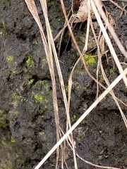Scoliciosporum