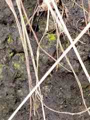 Scoliciosporum