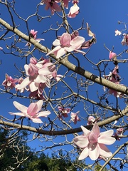 Magnolia campbellii