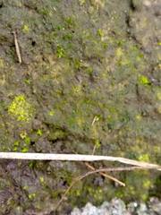 Scoliciosporum