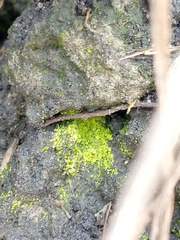 Scoliciosporum