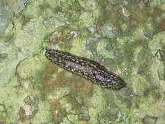 Geomalacus maculosus