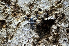 Steirastoma histrionicum