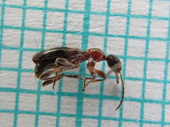 Hirticomus hispidus