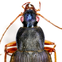 Chlaenius erythropus