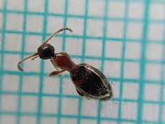 Hirticomus hispidus