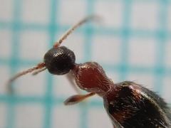 Hirticomus hispidus