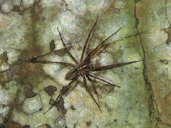 Eratigena inermis