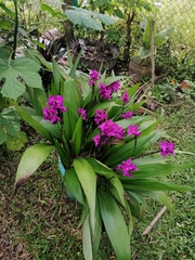 Spathoglottis unguiculata