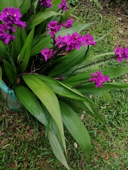 Spathoglottis unguiculata