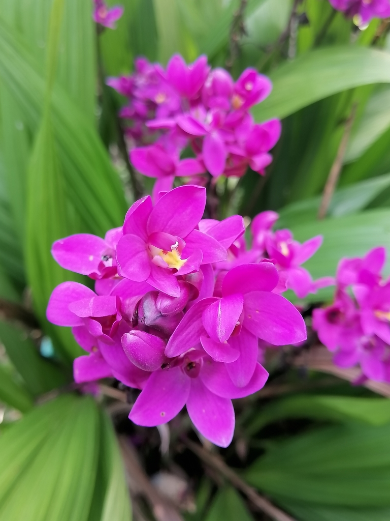 Orquídea Grapete (Spathoglottis unguiculata) · NaturaLista Colombia