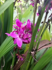 Spathoglottis unguiculata