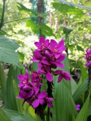 Spathoglottis unguiculata