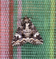Ophiusini