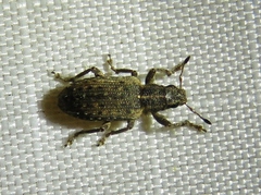 Sitona californius