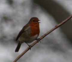 Erithacus rubecula