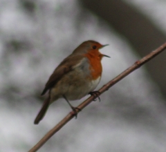 Erithacus rubecula
