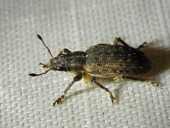 Sitona californius
