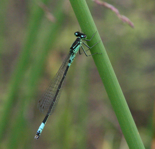 Norfolk damselfly