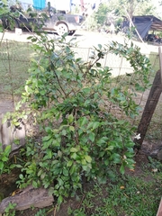 Brunfelsia americana