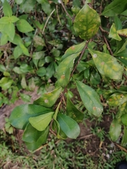 Brunfelsia americana