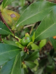 Brunfelsia americana