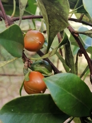 Brunfelsia americana