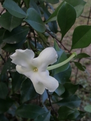Brunfelsia americana