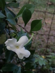 Brunfelsia americana