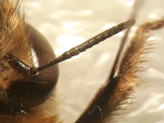 Anthophora affinis